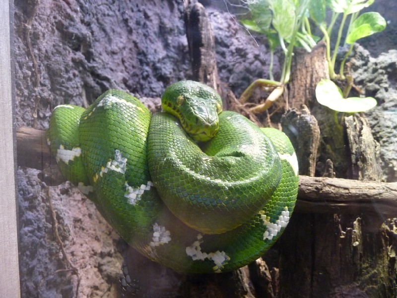 Green Snake (2).JPG